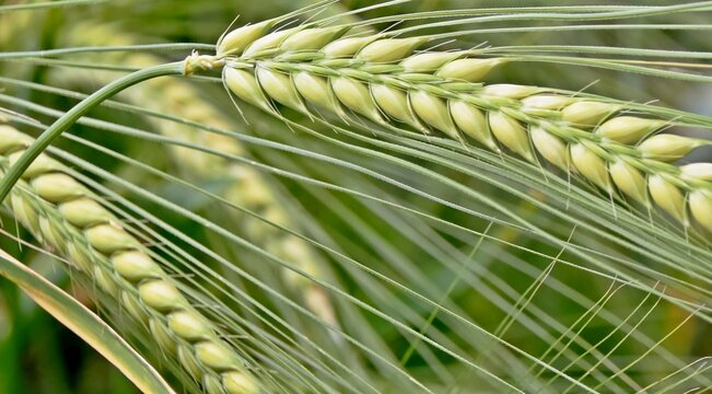 Know THESE 5 benefits of Green Wheat