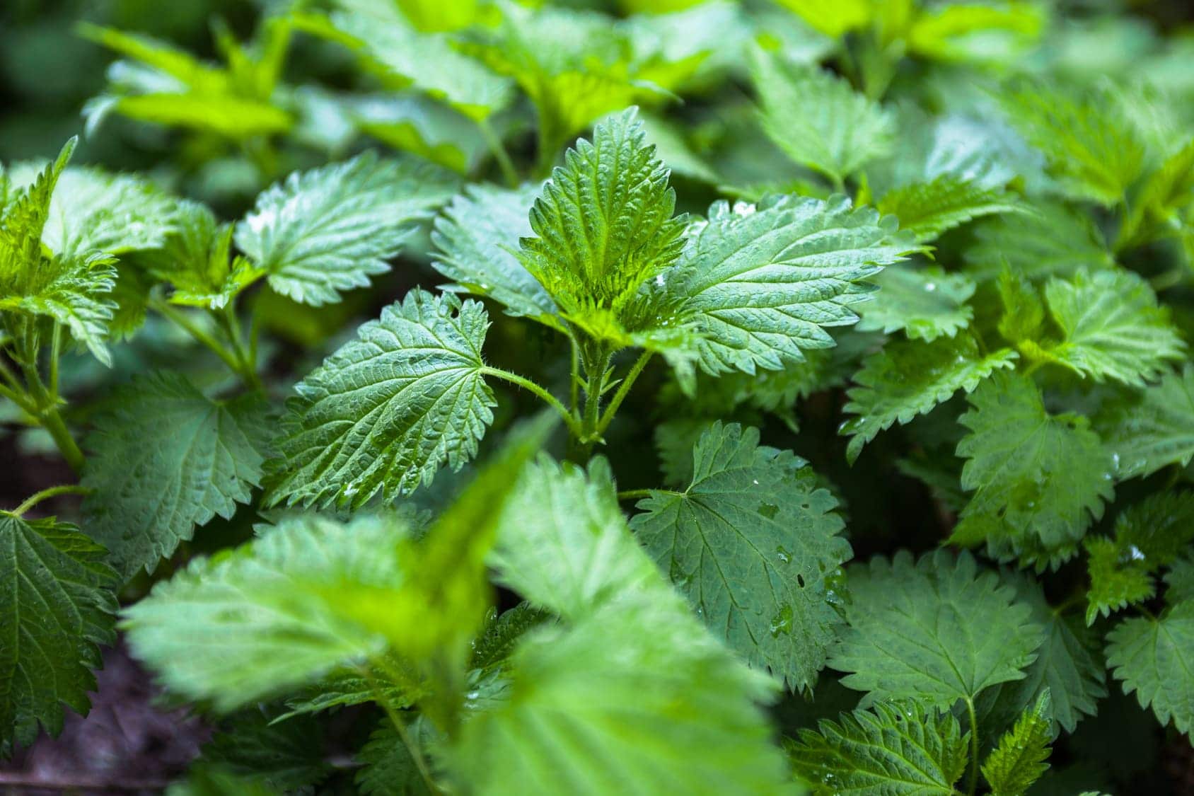 knowthese5benefitsofsuperfoodnettles