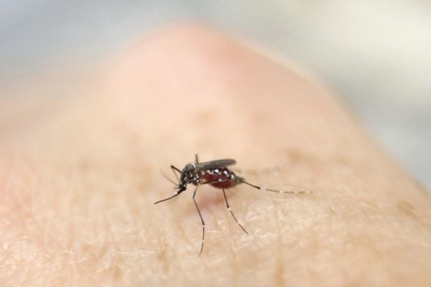 bacteriacanblockmosquitoesfromtransmittingzikavirus:study