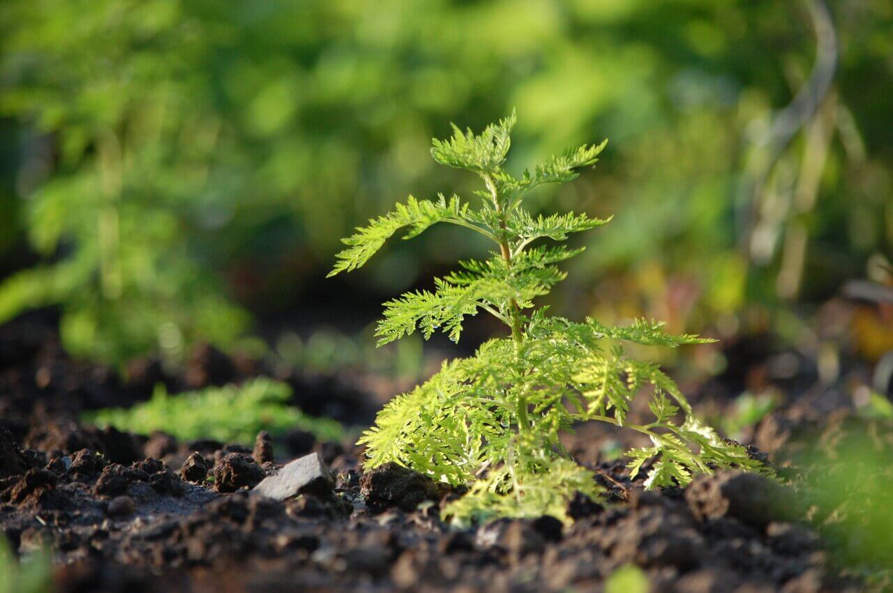 scientistsfindssweetannieplantmayhelpfightcovidandbraincancer