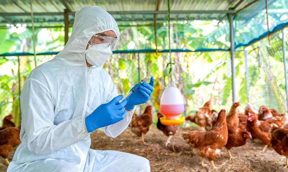 Know the causes, risks, symptoms, treatment of Bird flu outbreak in Kerala