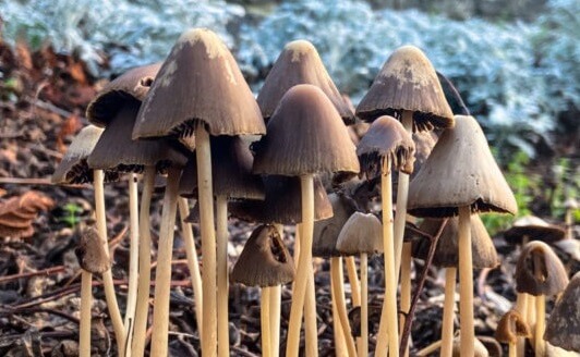New Study finds low doses of mushrooms may help fight mental disorder