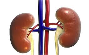 indiandoctorsremoveworldslargestkidney