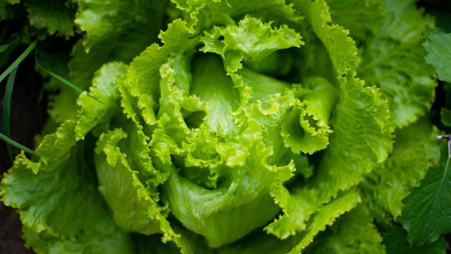 knowthese5benefitsofthisbutterlettuce