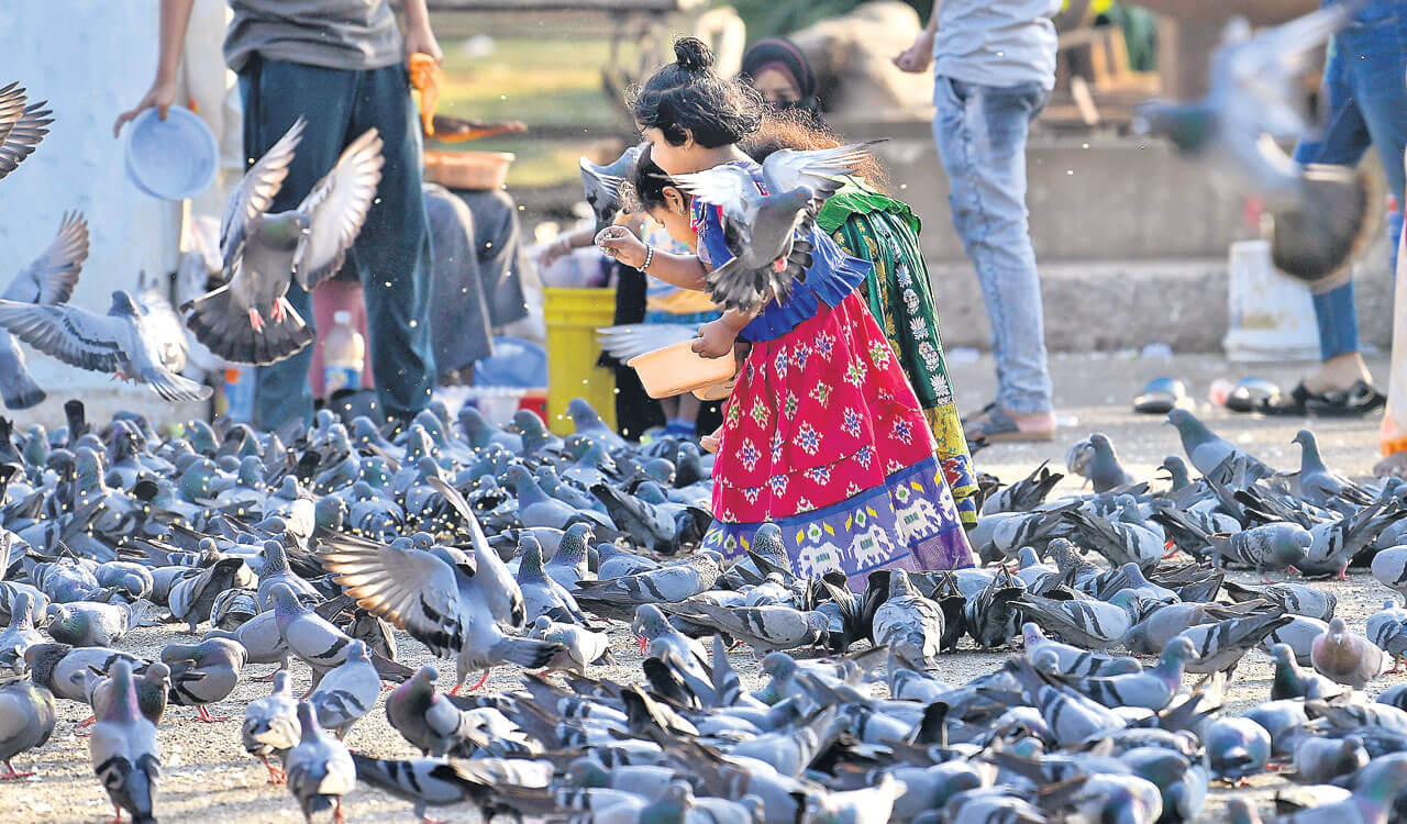 Feeding pigeons may cause severe lung diseases, warns expert