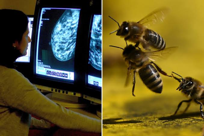 Honey bee venom shows promise against breast cancer cells in laboratory study