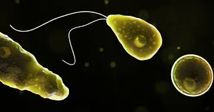 kerala-health-department-issues-warning-as-brain-eating-amoeba-kills-9-year-old