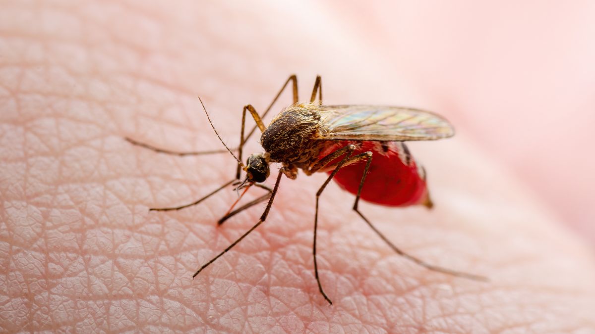 Mumbai witnesses 500% spike in dengue, chikungunya cases in July