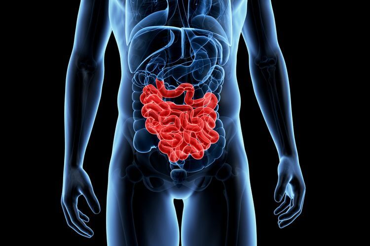 Small intestine adjusts size according to nutritional intake: Study