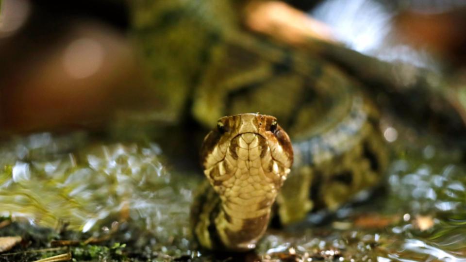 Football Player in US Practices With Venomous Snake in His Helmet