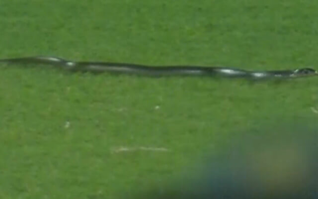 Ind vs SA: Snake spotted on field as play interrupted in Guwahati T20I