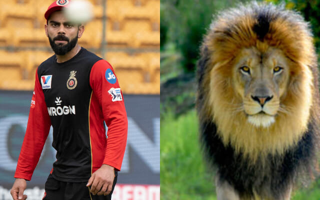 rcbcameupwithapostonviratkohlionworldlionday2020