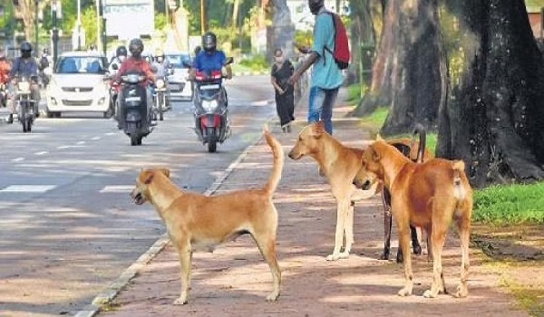if-stray-dogs-attack-people-those-who-feed-them-could-be-held-liable-says-supreme-court