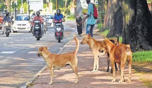 ifstraydogsattackpeoplethosewhofeedthemcouldbeheldliablesayssupremecourt