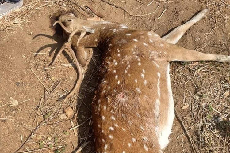 packofstreetdogsmaulsdeertodeathatuniversityofhyderabad