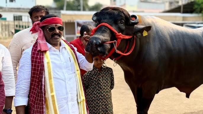 Hyderabad’s Sadar festival to feature giant bull Gholu-3 as star attraction