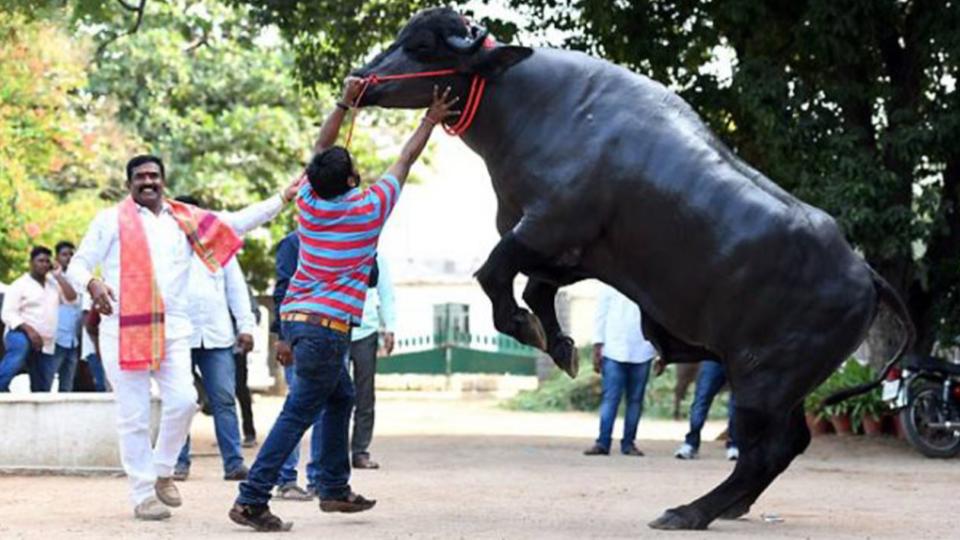 Hyderabad to celebrate Sadar Festival on October 19