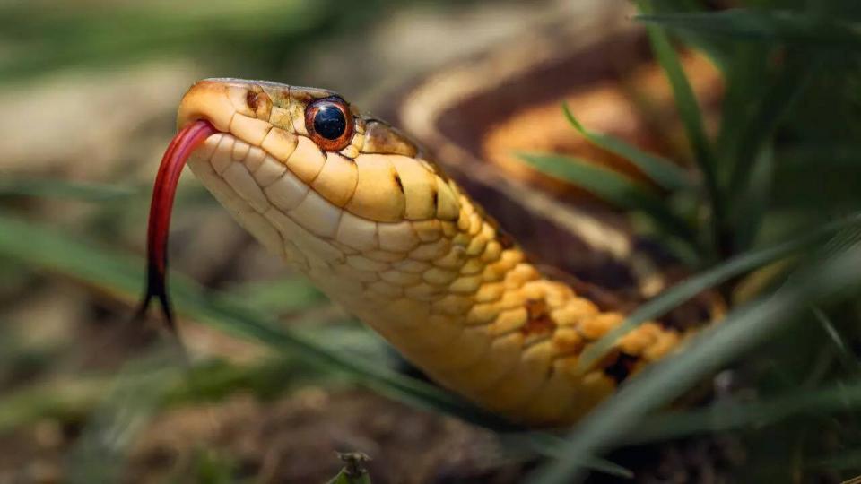 Hyderabad rains drive snakes into homes, suburbs on high alert