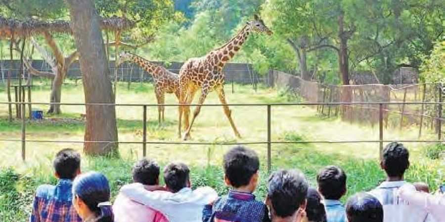 over33000visitorsthrongnehruzoologicalparkon1stjanuary