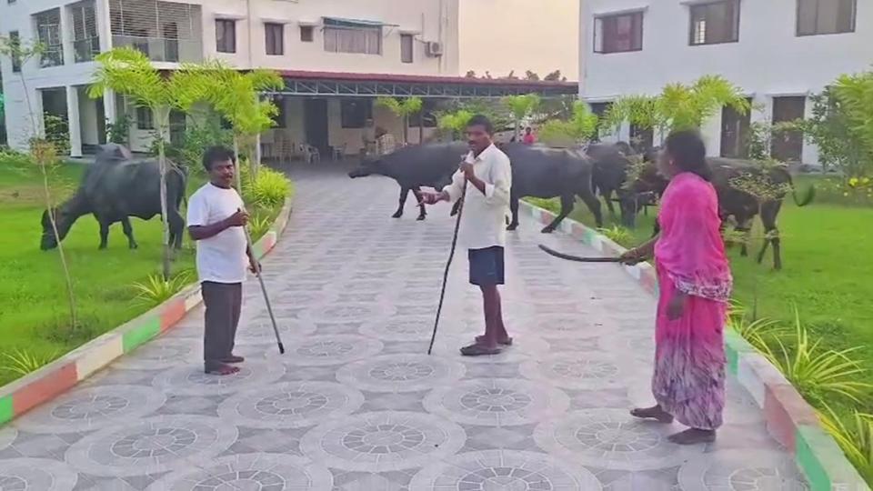 Couple protest by herding buffaloes into MLA’s office in Bhupalpally