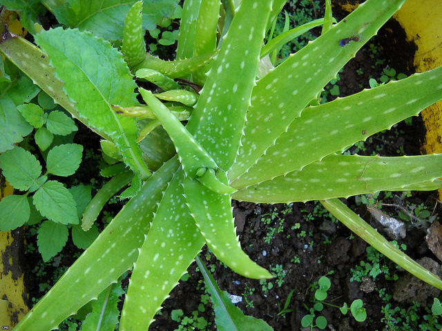 cmkcrsuggeststogrowmedicinalplantsinvikarabadforest