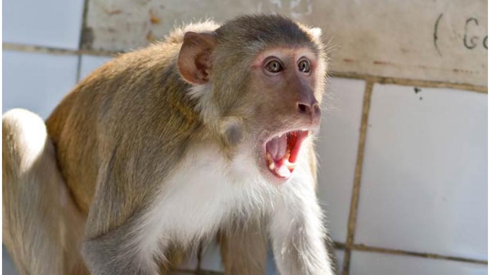 Monkey attack 10-year-old girl in Medak town