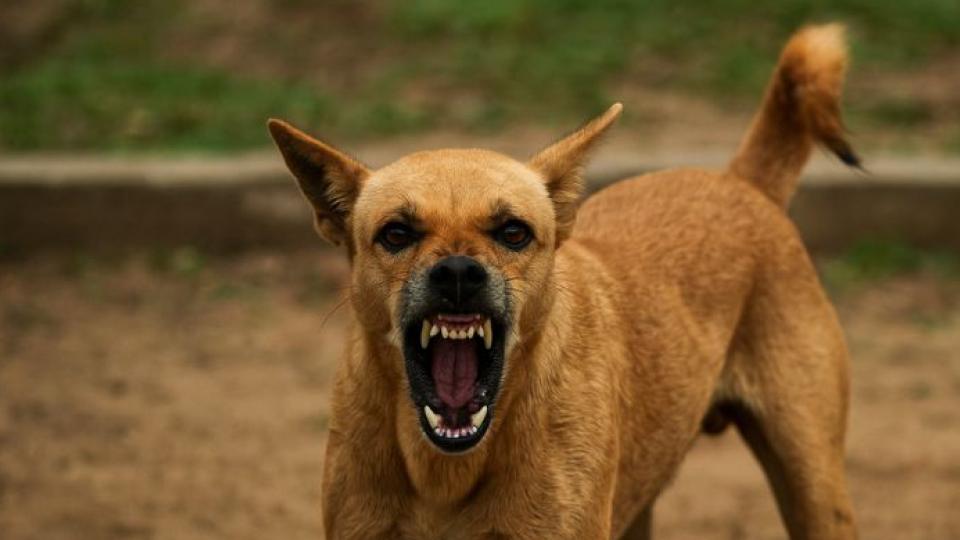 Spotted deer injured in stray dog attack near Jeedipally village