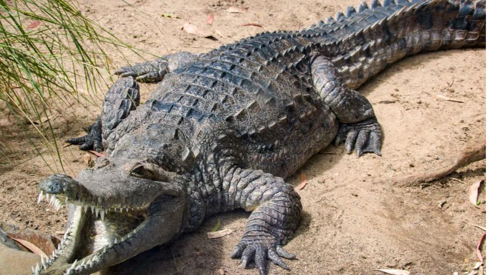 Crocodile spotted at Musi River in Chaitanyapuri