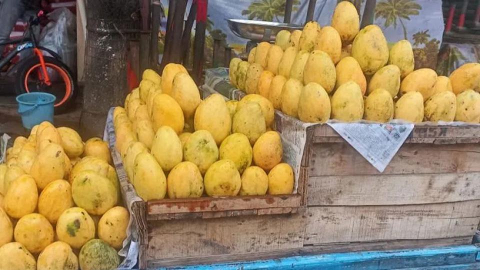 mangoesarriveearlythanusualthisseasoninhyderabadcity