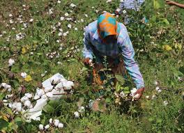 restrictionsoncottonprocurementirkfarmersintelangana’sadilabad