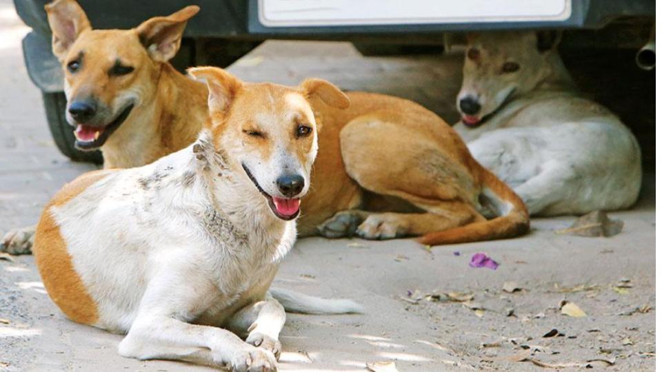 Police booked unidentified persons for poisoning stray dogs in Nizamabad