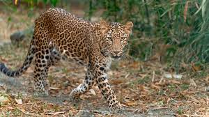 Leopard spotted near Vaddepally in Siddipet