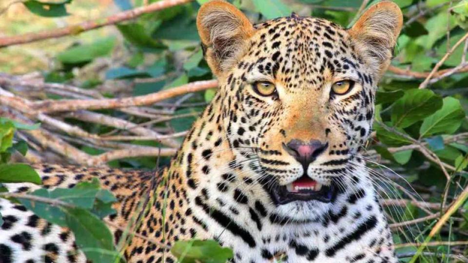 aftertigersnowleopardtriggerspanicinasifabad