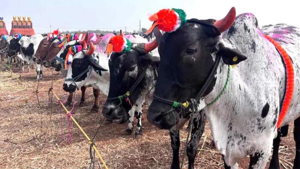 Pair of bull fetches Rs.3.40 lakh during Urs in Sangareddy