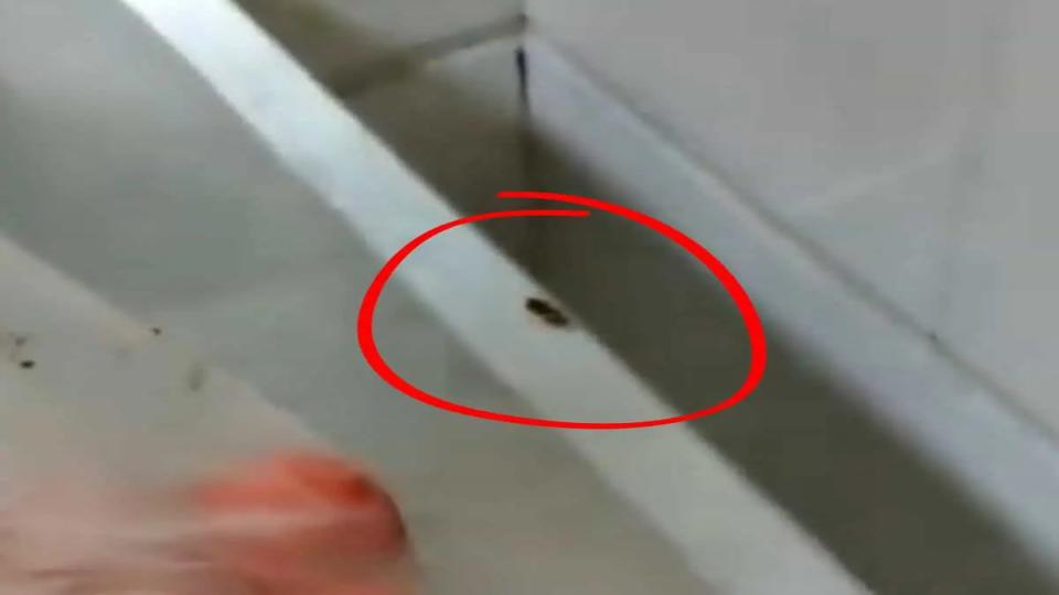 cockroachinfestationfoundatpopularrestaurantsinhyderabad