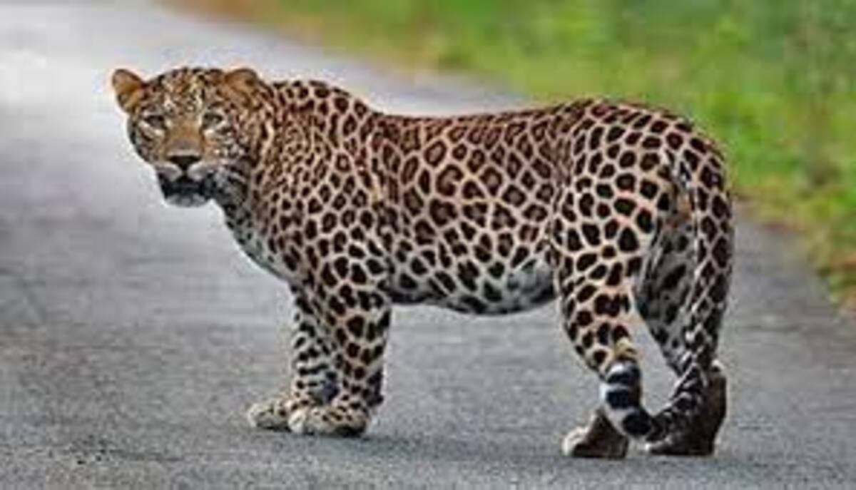 Leopard sighted in Ragatlapalli