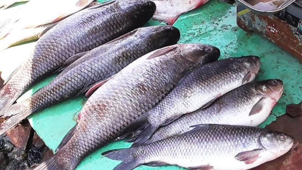 telanganagovtlaunchesfishonwheelsoutlets