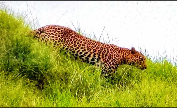 leopardkilledfourgoatsinvikarabadtelangana