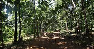 telanganarecordssecondhighestforestcoverincreaseinindia