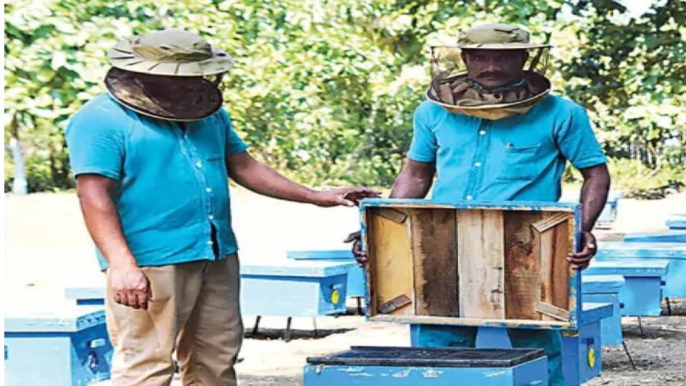 Khammam Jail Starts Beekeeping Initiative to Create Jobs for Prisoners