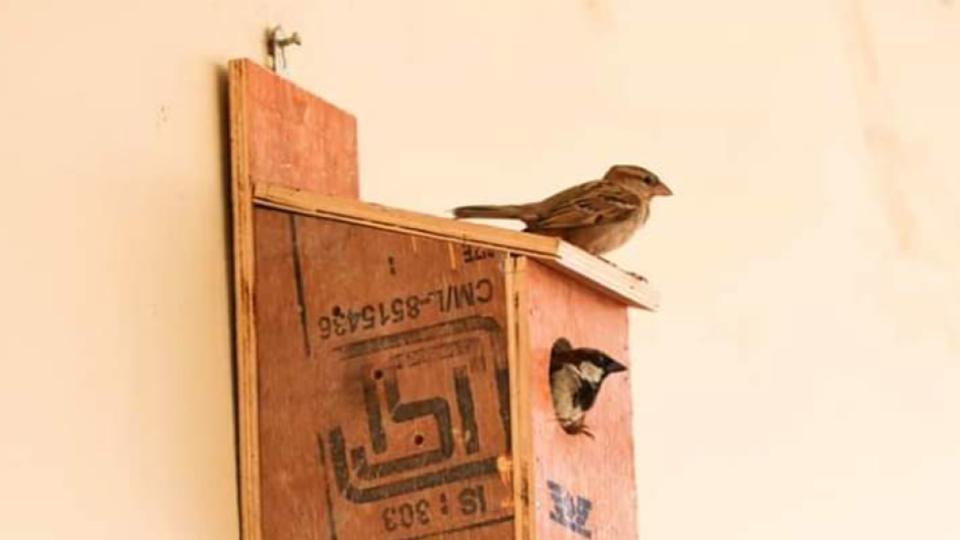 ‘Bring Back Sparrow’ campaign boosts bird population in Hyderabad