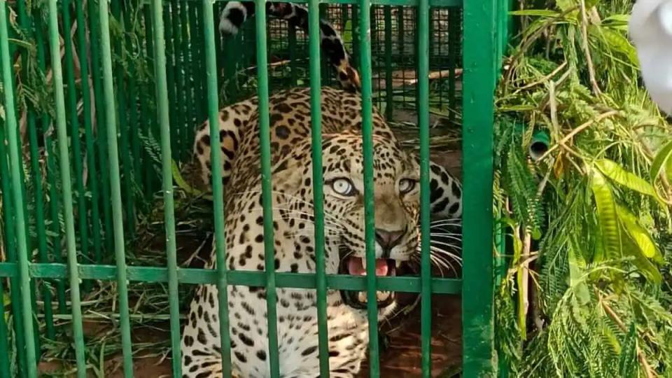 leopardcapturedaticrisatreleasedintoamrabadreserve