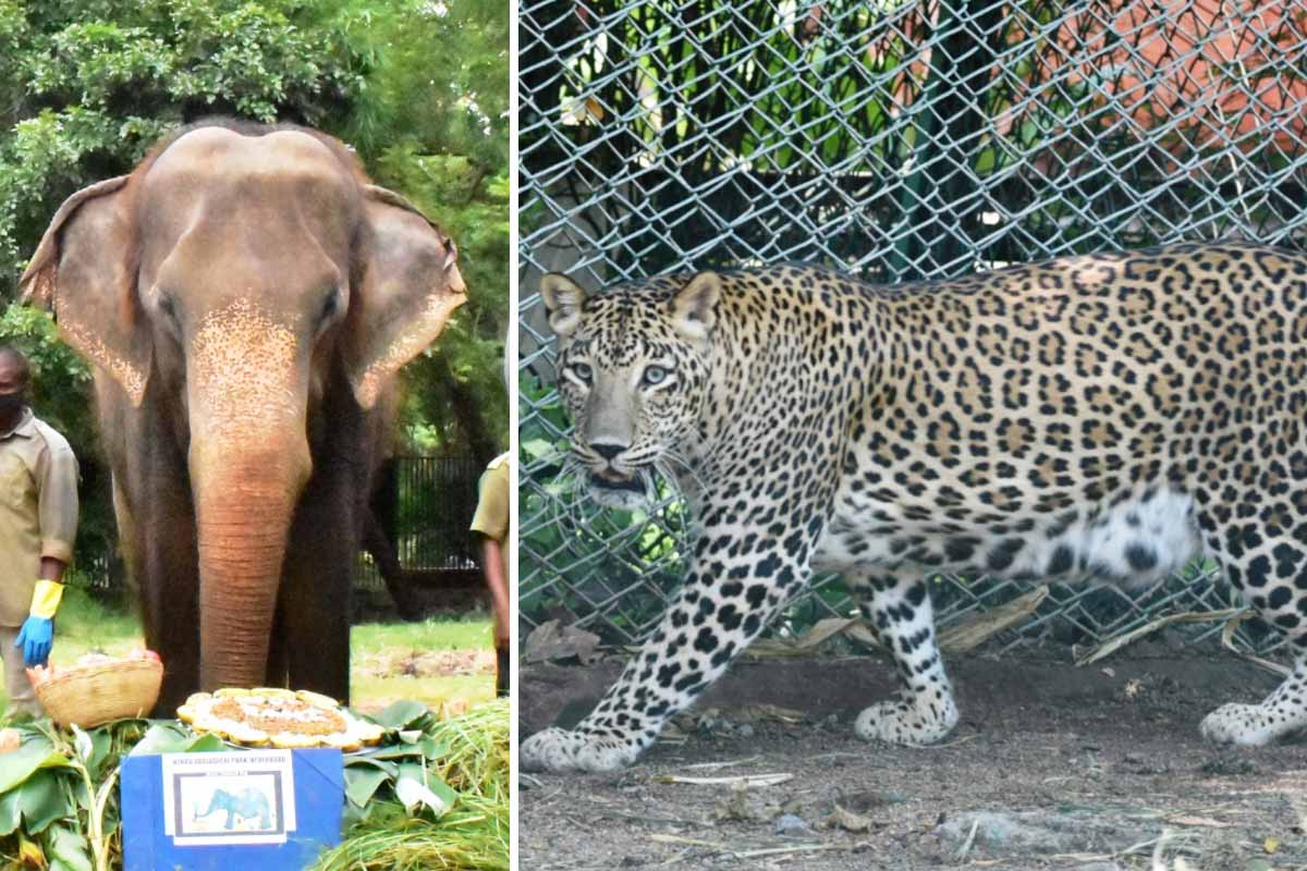 elephantleoparddiesatnehruzoologicalpark