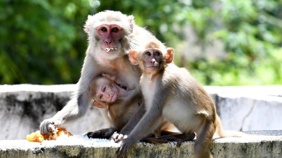  Vidyanagar Residents Seek GHMC Action Over Monkey Menace