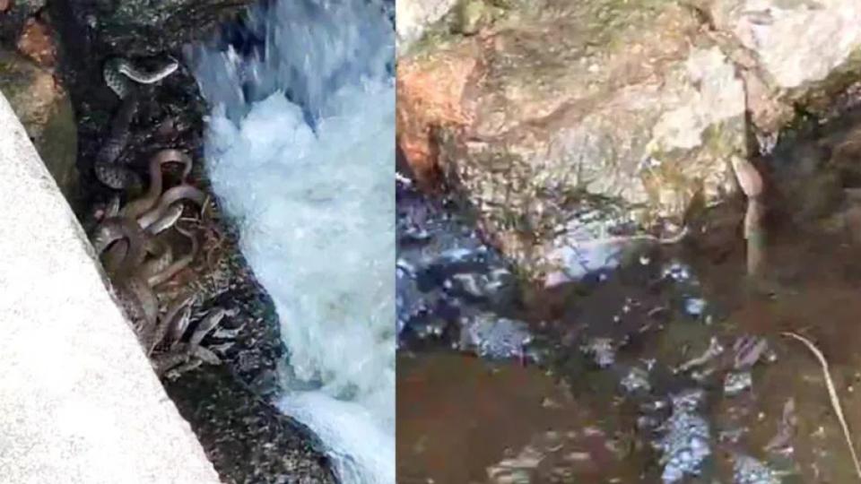 Snakes patiently wait for fish at Siddipet lake