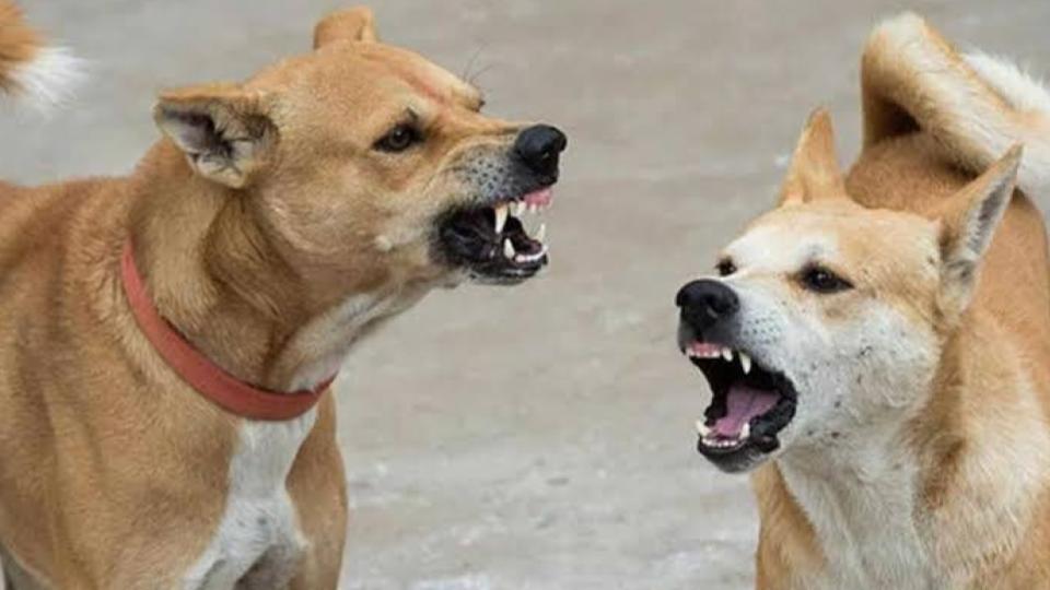 Fourteen injured in stray dog attack in Jagtial 
