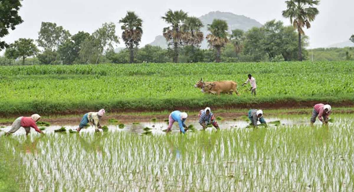 cropcultivationdropsby504lakhacresintelangana