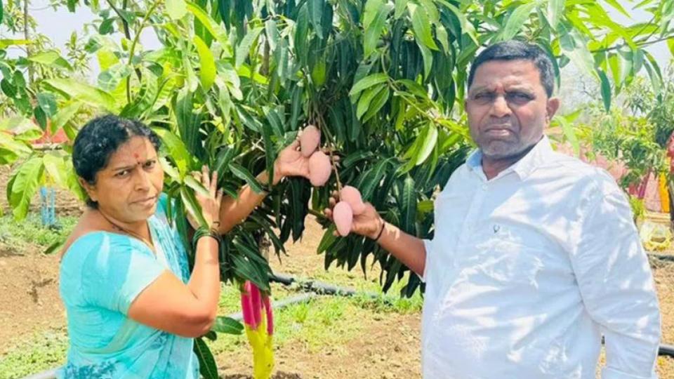 Former Sarpanch Gadge harvests Miyazaki mango fruits in Adilabad