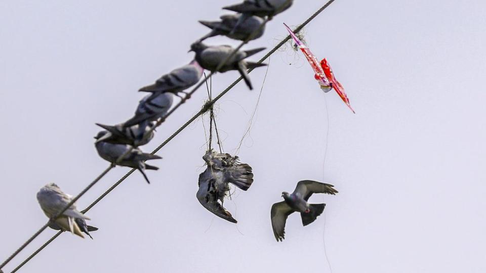 Bird deaths rise despite Chinese manja ban across Telangana