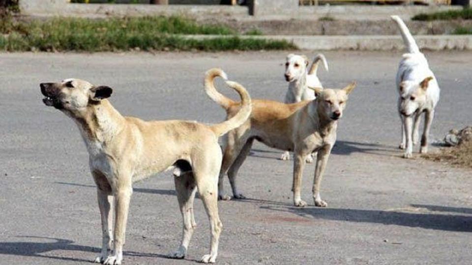 straydogsattacksixyearoldboyingadwal